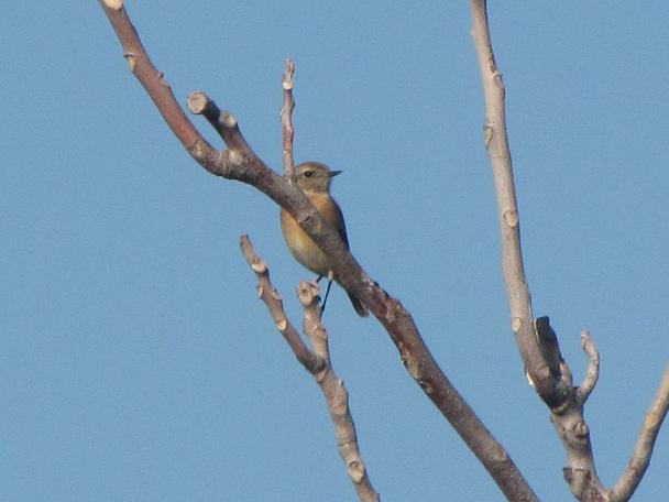 Saltimpalo ( Saxicola rubicola )